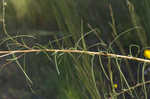 Narrow-leaf sunflower